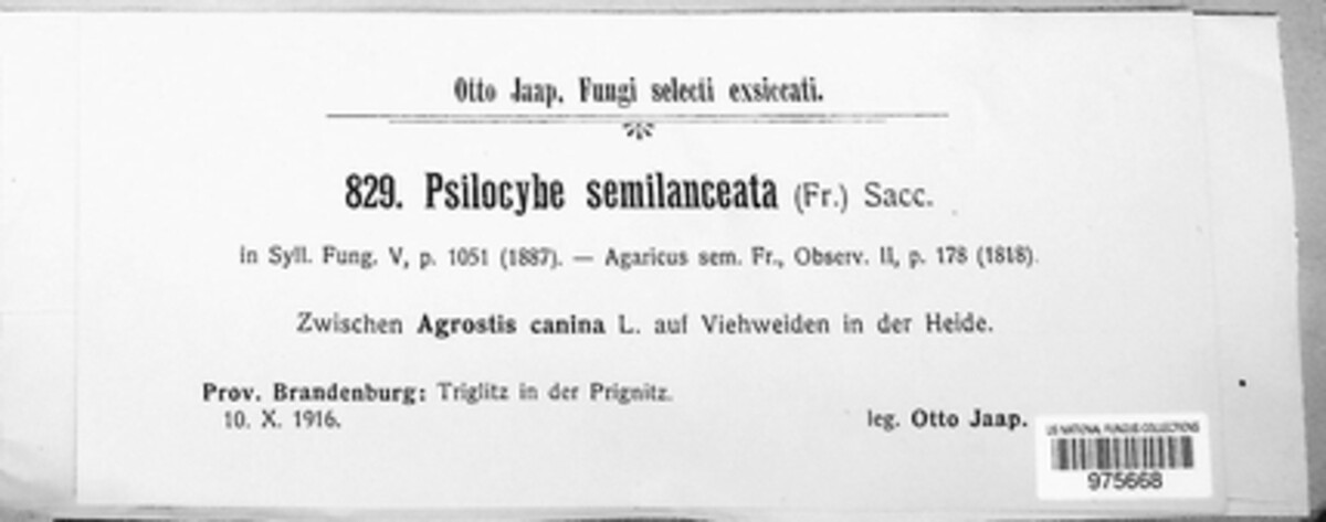 Psilocybe semilanceata image